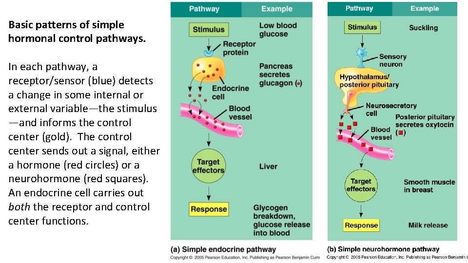 Basic patterns of simple hormonal control pathways. In each pathway, a receptor/sensor (blue) detects