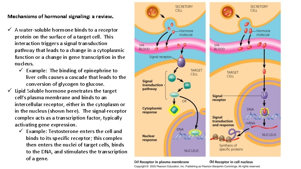 Mechanisms of hormonal signaling: a review. ü A water-soluble hormone binds to a receptor