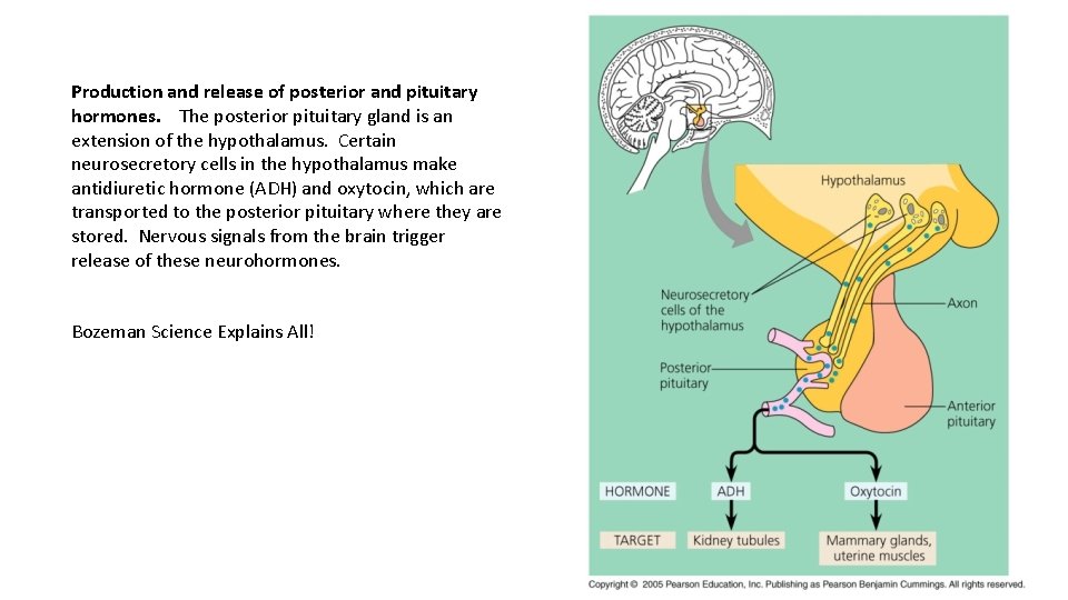 Production and release of posterior and pituitary hormones. The posterior pituitary gland is an