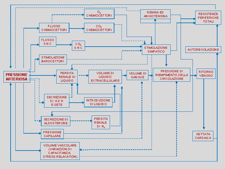 O 2 CHEMOCETTORI FLUSSO SNC RENINA ED ANGIOTENSINA RESISTENZE PERIFERICHE TOTALI CO 2 CHEMOCETTORI