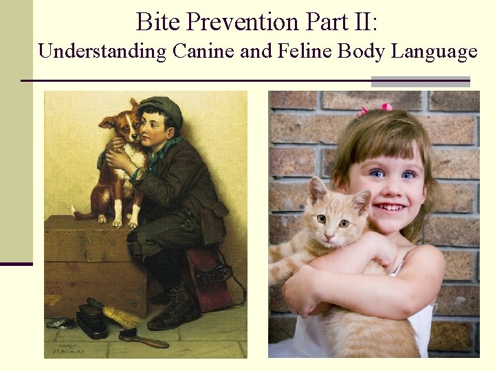 Bite Prevention Part II: Understanding Canine and Feline Body Language 