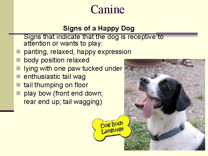 Canine n n n Signs of a Happy Dog Signs that indicate that the