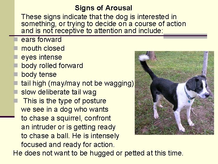 Signs of Arousal These signs indicate that the dog is interested in something, or