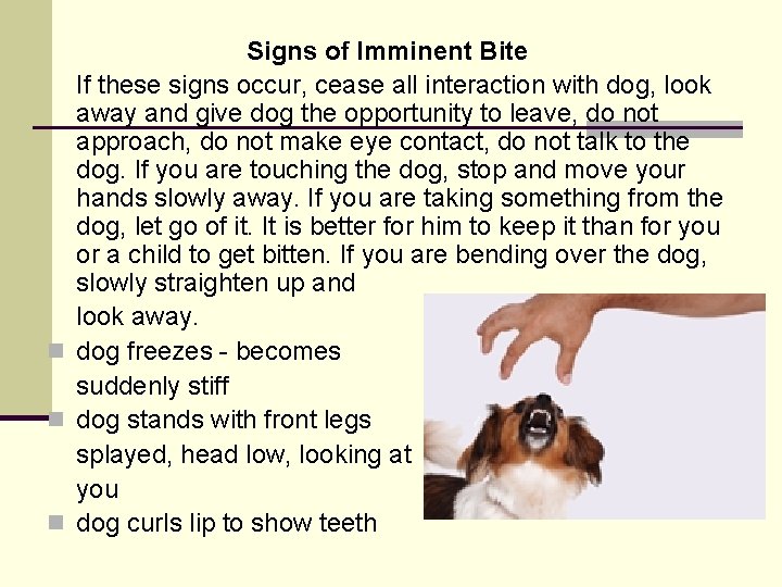 Signs of Imminent Bite If these signs occur, cease all interaction with dog, look