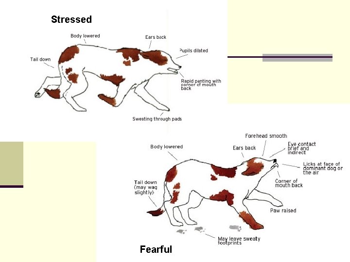 Stressed Fearful 