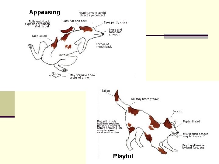 Appeasing Playful 