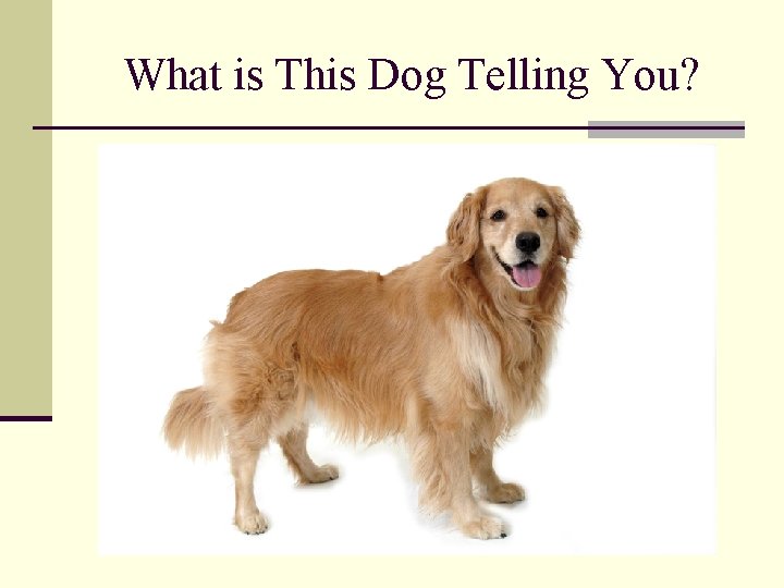 What is This Dog Telling You? 