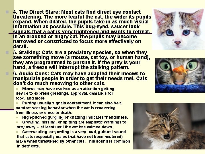 n 4. The Direct Stare: Most cats find direct eye contact threatening. The more