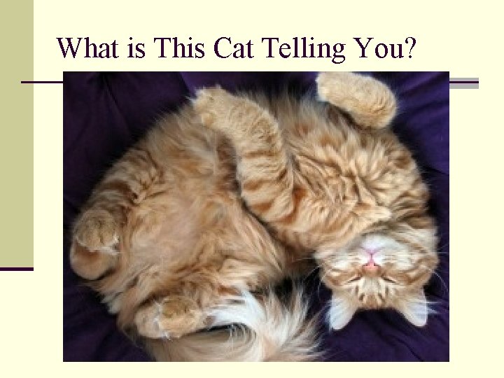 What is This Cat Telling You? 