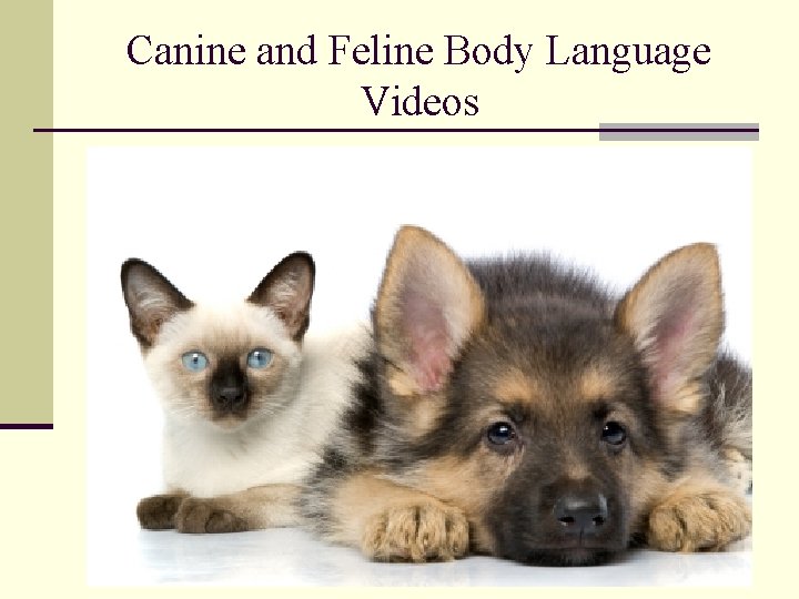 Canine and Feline Body Language Videos 