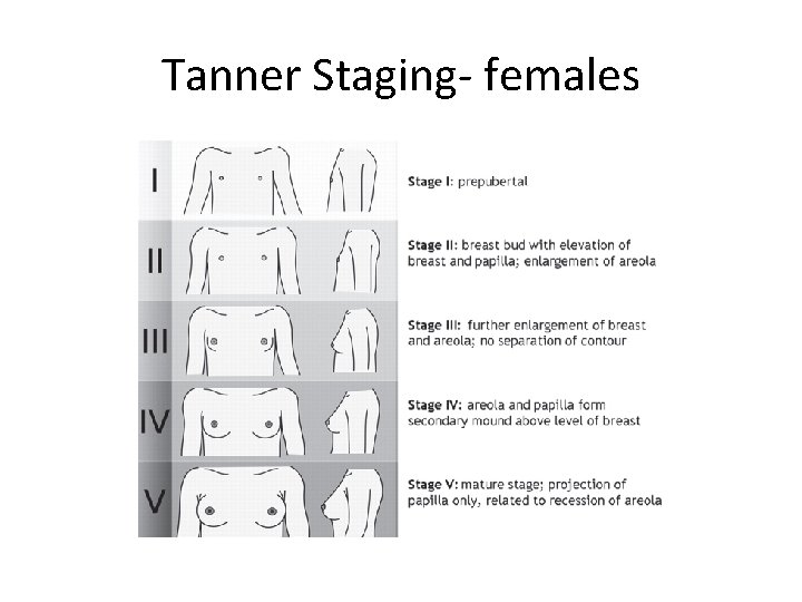 Tanner Staging- females 