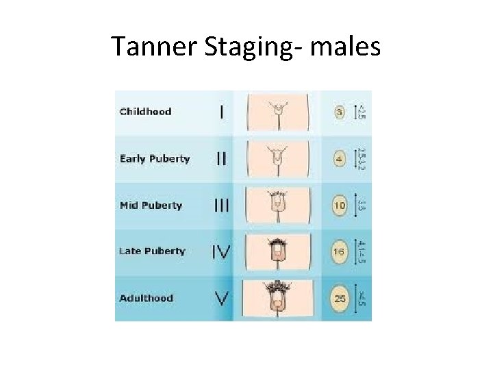Tanner Staging- males 