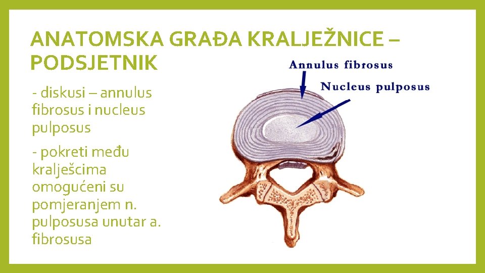 ANATOMSKA GRAĐA KRALJEŽNICE – PODSJETNIK - diskusi – annulus fibrosus i nucleus pulposus -