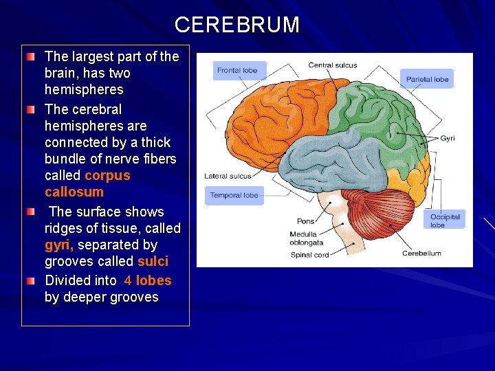 CEREBRUM The largest part of the brain, has two hemispheres The cerebral hemispheres are