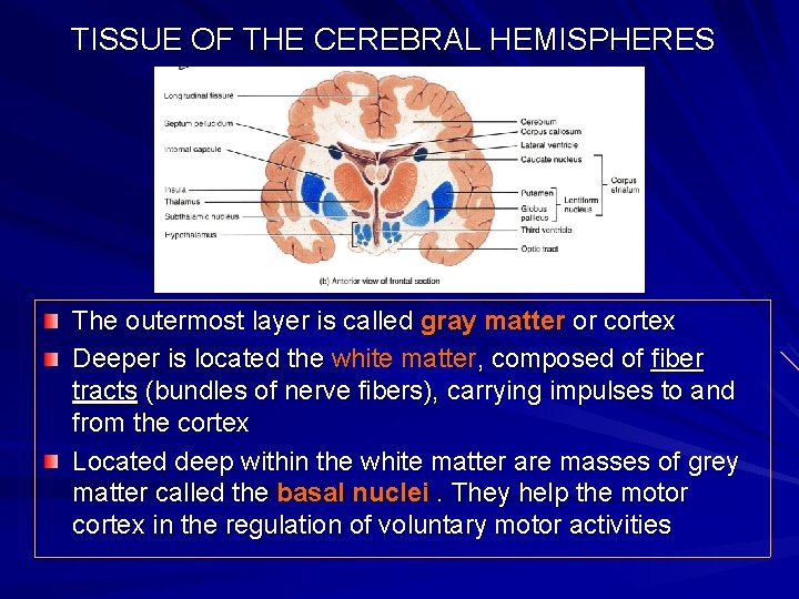 TISSUE OF THE CEREBRAL HEMISPHERES The outermost layer is called gray matter or cortex