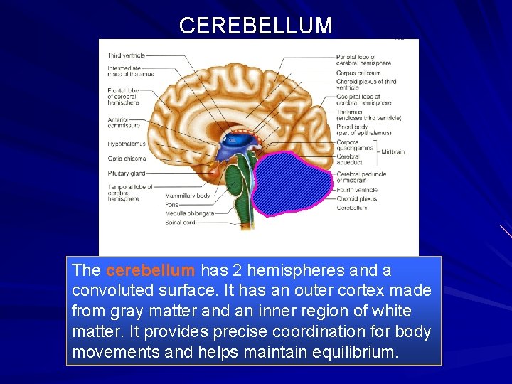 CEREBELLUM The cerebellum has 2 hemispheres and a convoluted surface. It has an outer