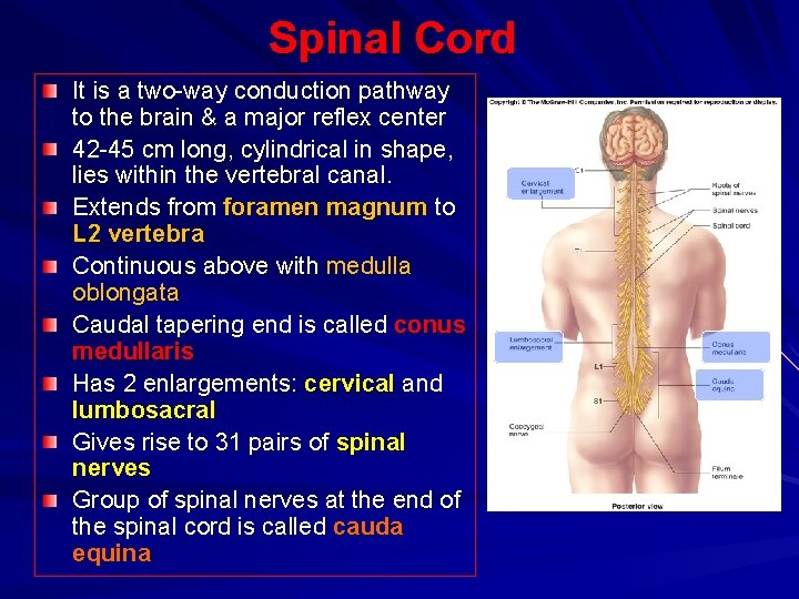 Spinal Cord It is a two-way conduction pathway to the brain & a major