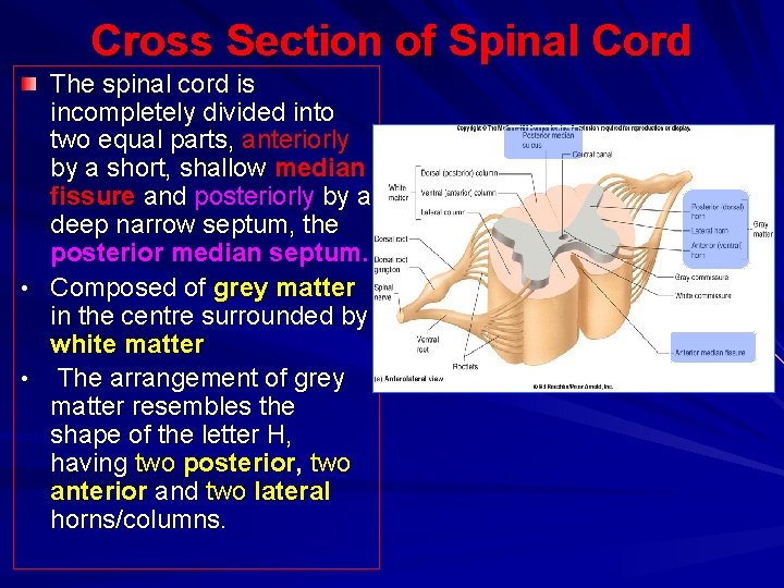 Cross Section of Spinal Cord • • The spinal cord is incompletely divided into