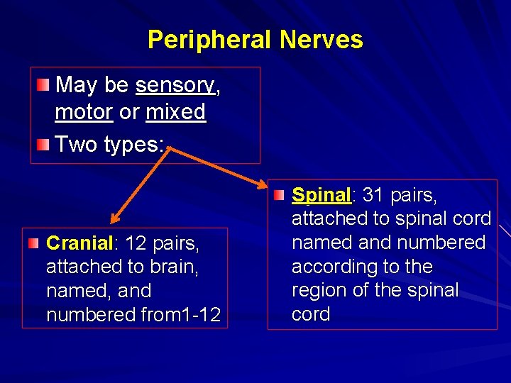 Peripheral Nerves May be sensory, motor or mixed Two types: Cranial: 12 pairs, attached