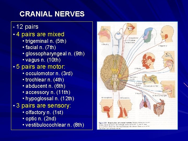 CRANIAL NERVES • 12 pairs • 4 pairs are mixed • trigeminal n. (5
