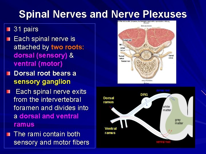Spinal Nerves and Nerve Plexuses 31 pairs Each spinal nerve is attached by two