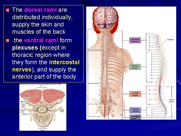 The dorsal rami are distributed individually, supply the skin and muscles of the back