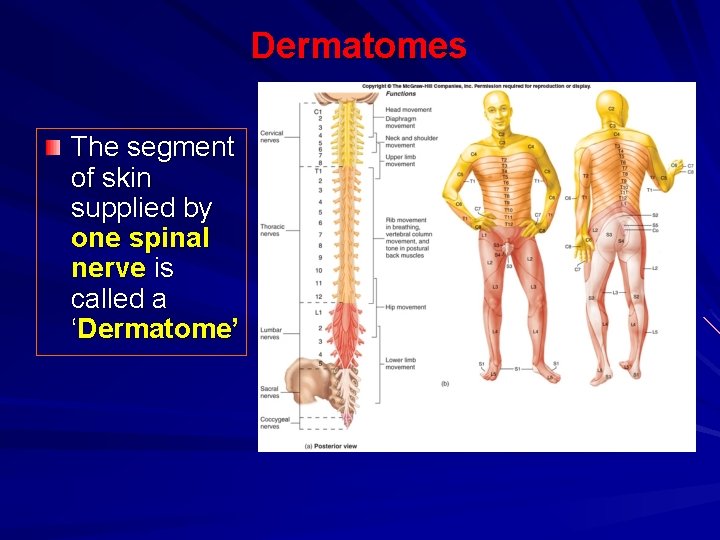 Dermatomes The segment of skin supplied by one spinal nerve is called a ‘Dermatome’