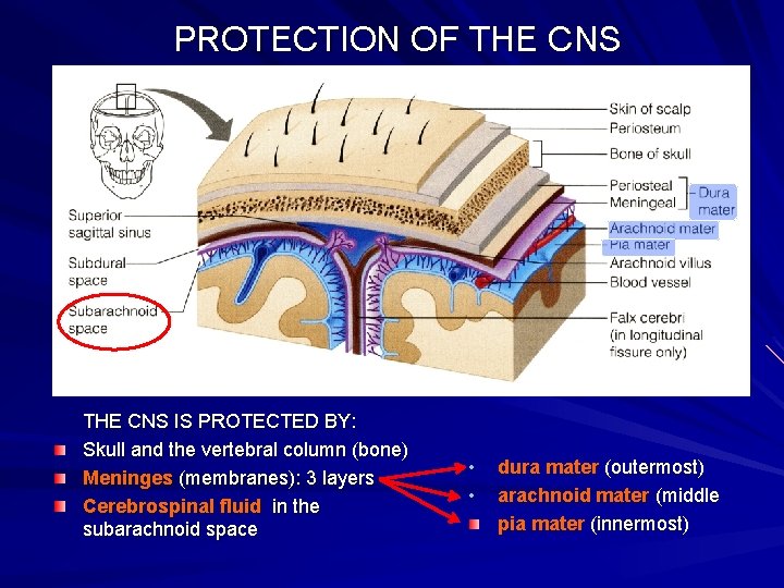 PROTECTION OF THE CNS IS PROTECTED BY: Skull and the vertebral column (bone) Meninges