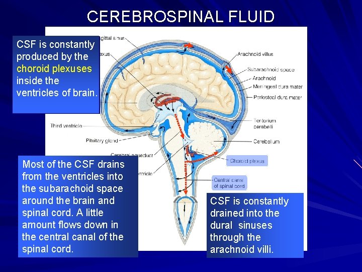 CEREBROSPINAL FLUID CSF is constantly produced by the choroid plexuses inside the ventricles of