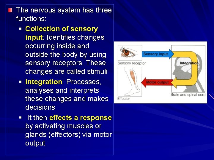 The nervous system has three functions: § Collection of sensory input: Identifies changes occurring
