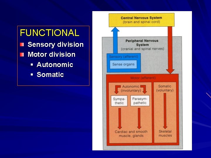 FUNCTIONAL Sensory division Motor division § Autonomic § Somatic 