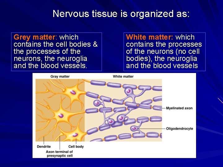 Nervous tissue is organized as: Grey matter: matter which contains the cell bodies &