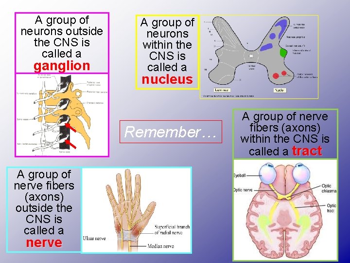 A group of neurons outside the CNS is called a ganglion A group of