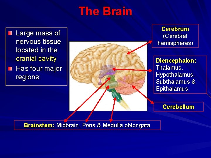 The Brain Large mass of nervous tissue located in the cranial cavity Has four