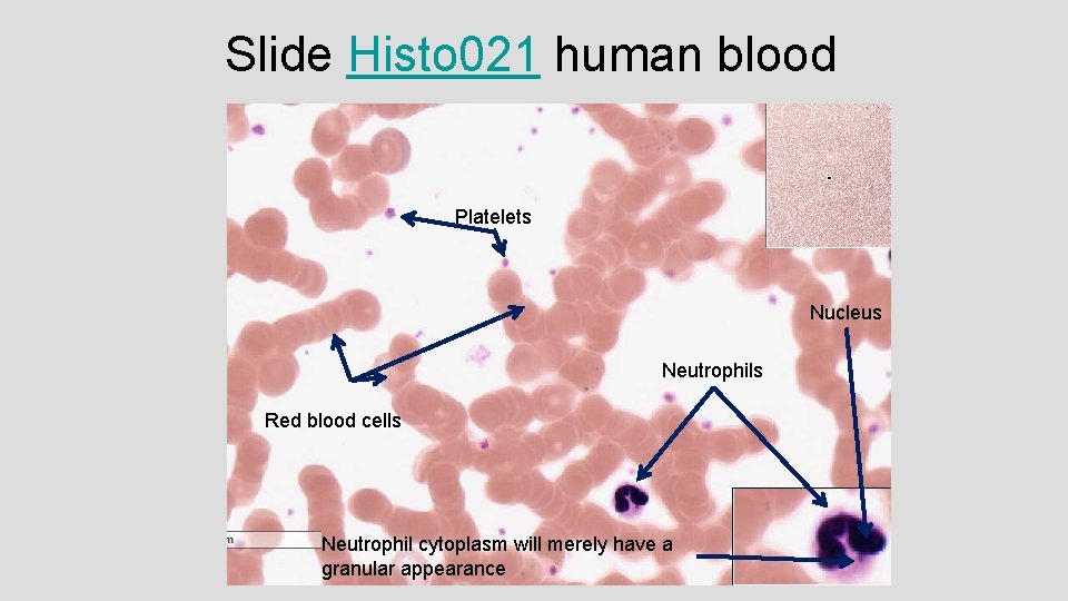 Slide Histo 021 human blood Platelets Nucleus Neutrophils Red blood cells Neutrophil cytoplasm will