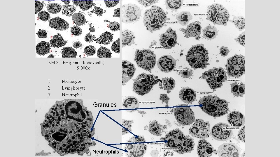 EM 8 f: Peripheral blood cells; 9, 000 x 1. 2. 3. Monocyte Lymphocyte