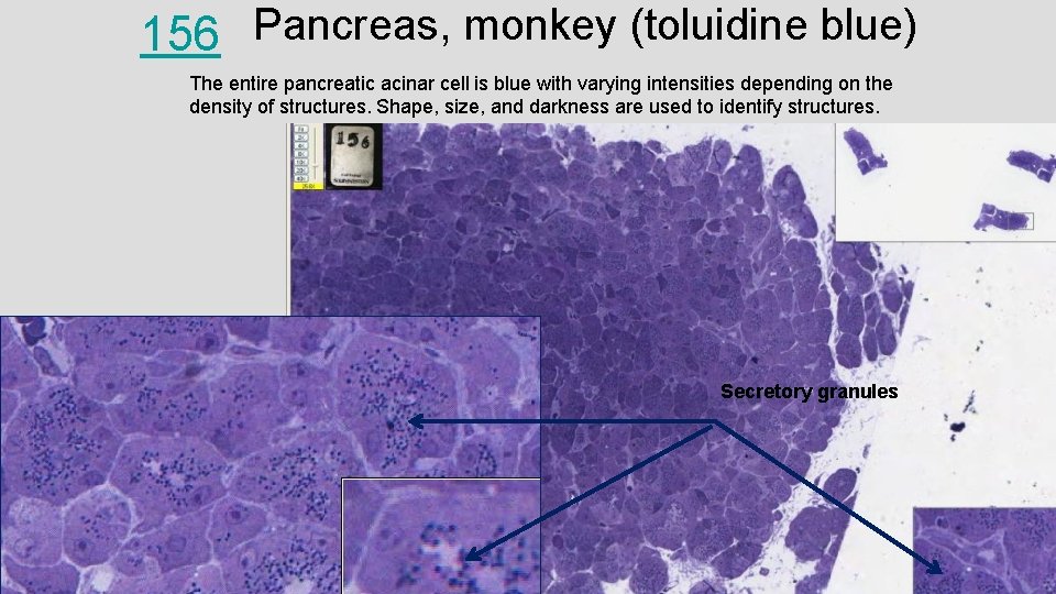 156 Pancreas, monkey (toluidine blue) The entire pancreatic acinar cell is blue with varying