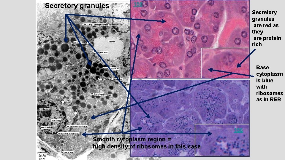 Secretory granules 158 Secretory granules are red as they are protein rich Base cytoplasm