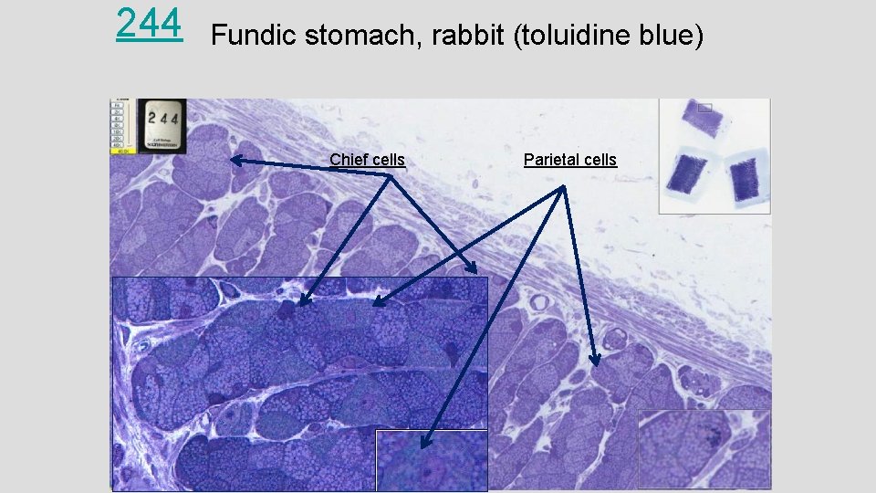 244 Fundic stomach, rabbit (toluidine blue) Chief cells Parietal cells 