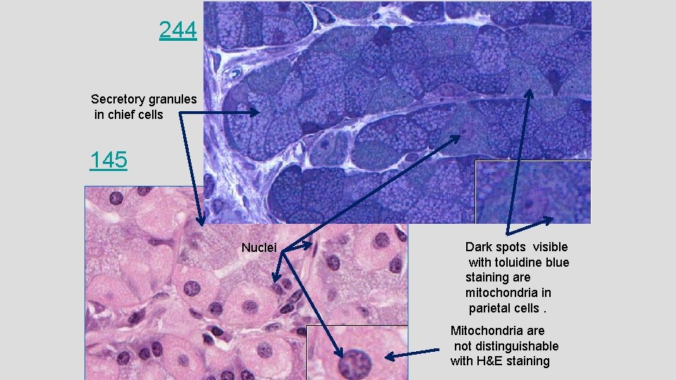 244 Secretory granules in chief cells 145 Nuclei Dark spots visible with toluidine blue