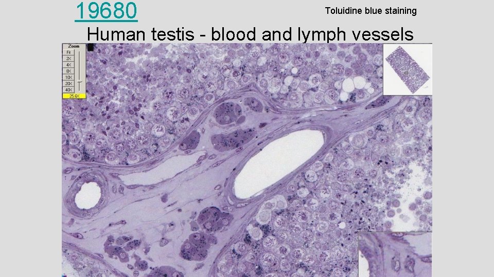 19680 Toluidine blue staining Human testis - blood and lymph vessels 