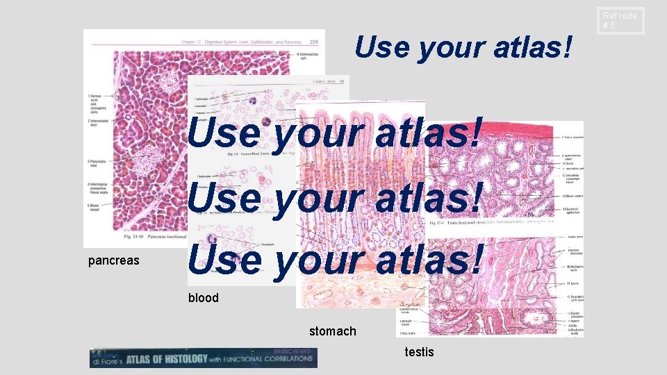 Use your atlas! pancreas Use your atlas! blood stomach testis Ref code #5 