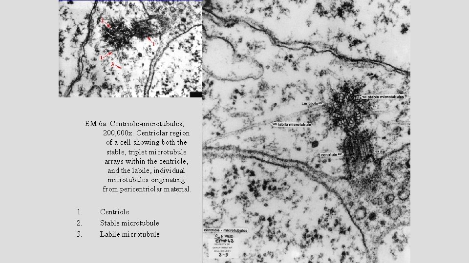 EM 6 a: Centriole-microtubules; 200, 000 x. Centriolar region of a cell showing both