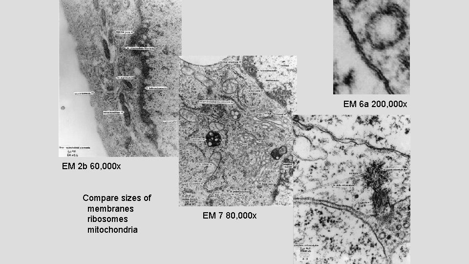 EM 6 a 200, 000 x EM 2 b 60, 000 x Compare sizes