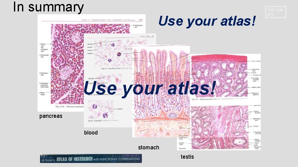 In summary Use your atlas! pancreas blood stomach testis Ref code #5 