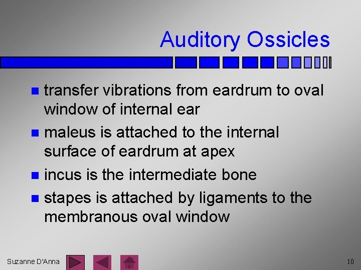 Auditory Ossicles transfer vibrations from eardrum to oval window of internal ear n maleus