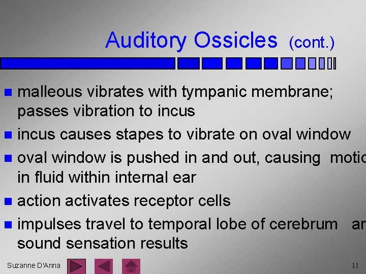 Auditory Ossicles (cont. ) malleous vibrates with tympanic membrane; passes vibration to incus n