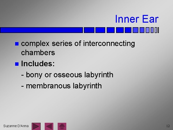 Inner Ear complex series of interconnecting chambers n Includes: - bony or osseous labyrinth