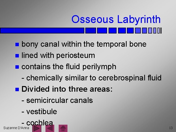 Osseous Labyrinth bony canal within the temporal bone n lined with periosteum n contains