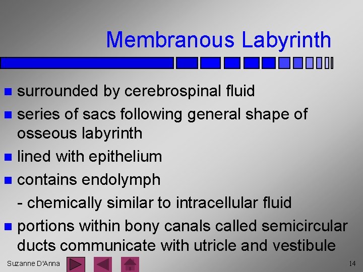 Membranous Labyrinth surrounded by cerebrospinal fluid n series of sacs following general shape of